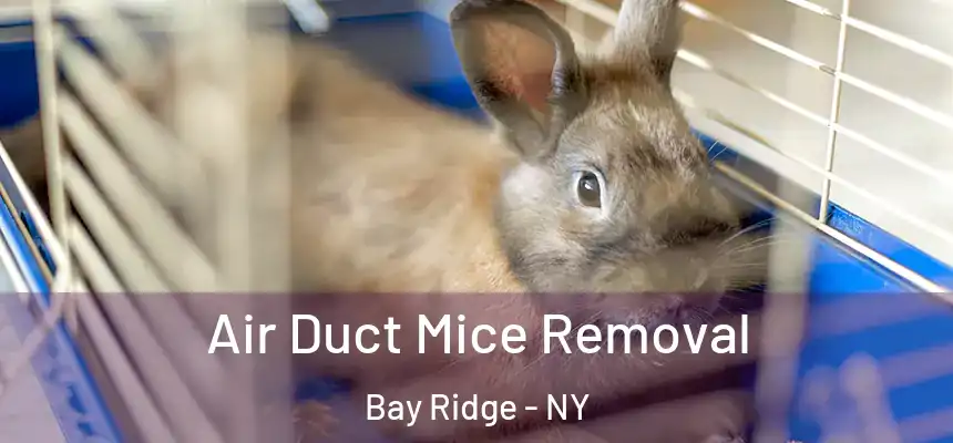 Air Duct Mice Removal Bay Ridge - NY