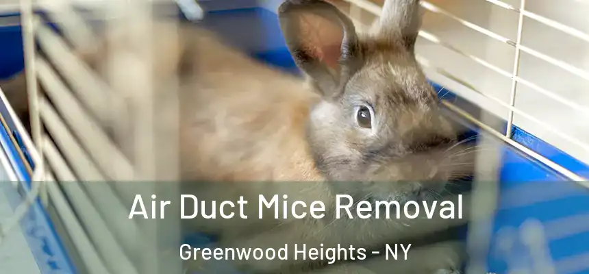 Air Duct Mice Removal Greenwood Heights - NY
