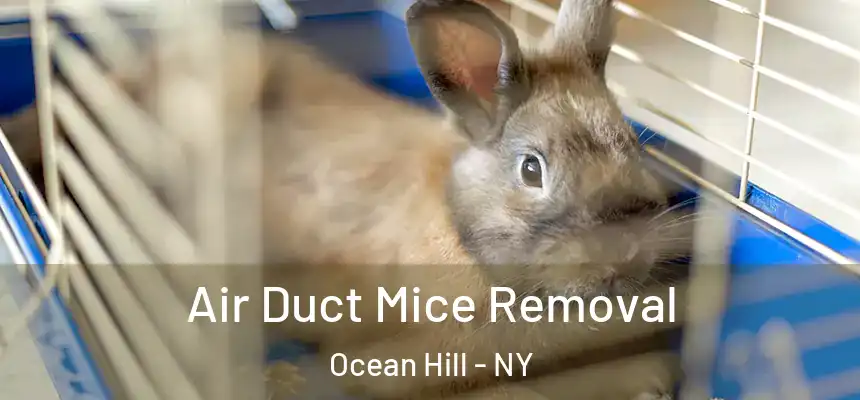 Air Duct Mice Removal Ocean Hill - NY