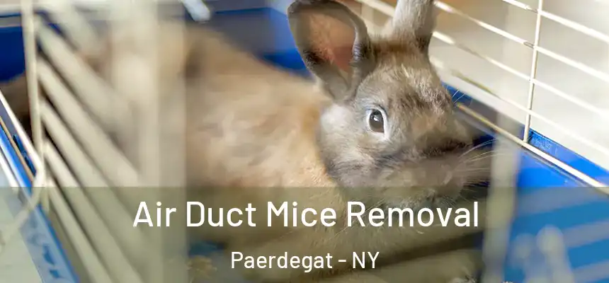 Air Duct Mice Removal Paerdegat - NY