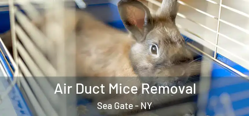 Air Duct Mice Removal Sea Gate - NY