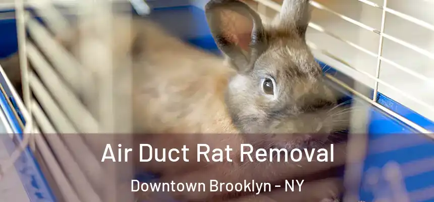  Air Duct Rat Removal Downtown Brooklyn - NY