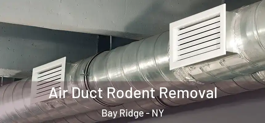 Air Duct Rodent Removal Bay Ridge - NY