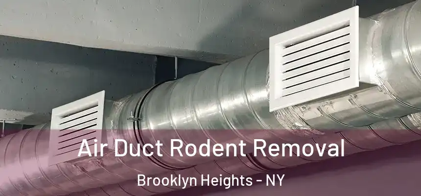Air Duct Rodent Removal Brooklyn Heights - NY