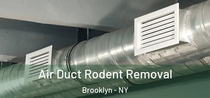 Air Duct Rodent Removal Brooklyn - NY