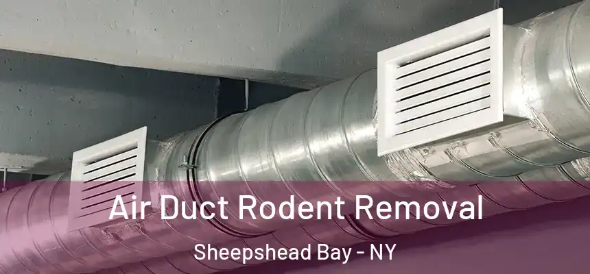 Air Duct Rodent Removal Sheepshead Bay - NY