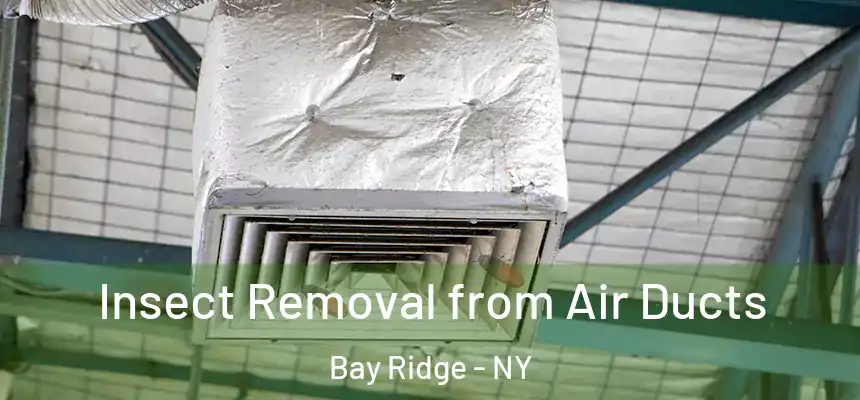 Insect Removal from Air Ducts Bay Ridge - NY