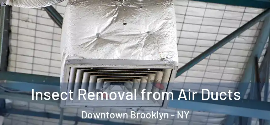 Insect Removal from Air Ducts Downtown Brooklyn - NY