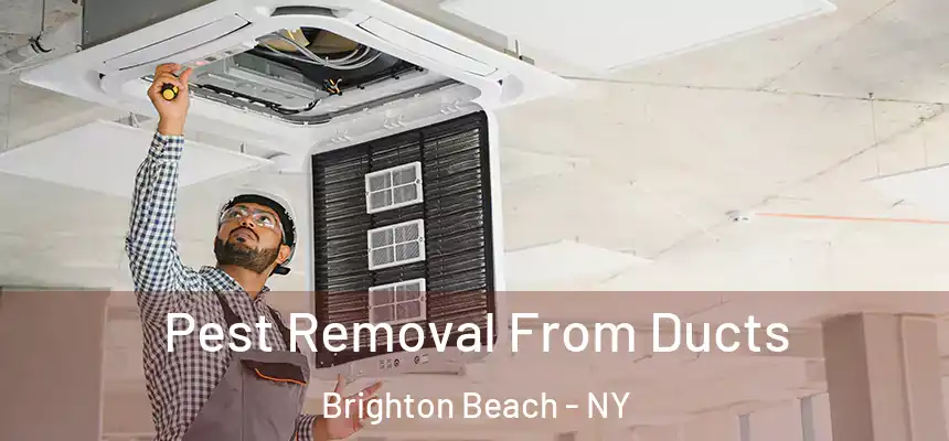 Pest Removal From Ducts Brighton Beach - NY