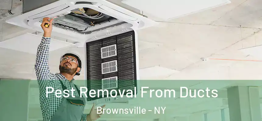 Pest Removal From Ducts Brownsville - NY