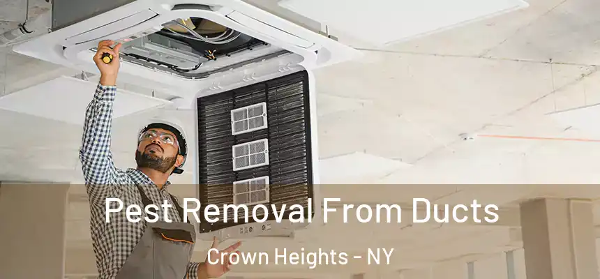  Pest Removal From Ducts Crown Heights - NY