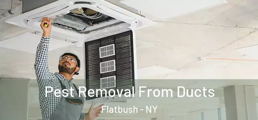 Pest Removal From Ducts Flatbush - NY