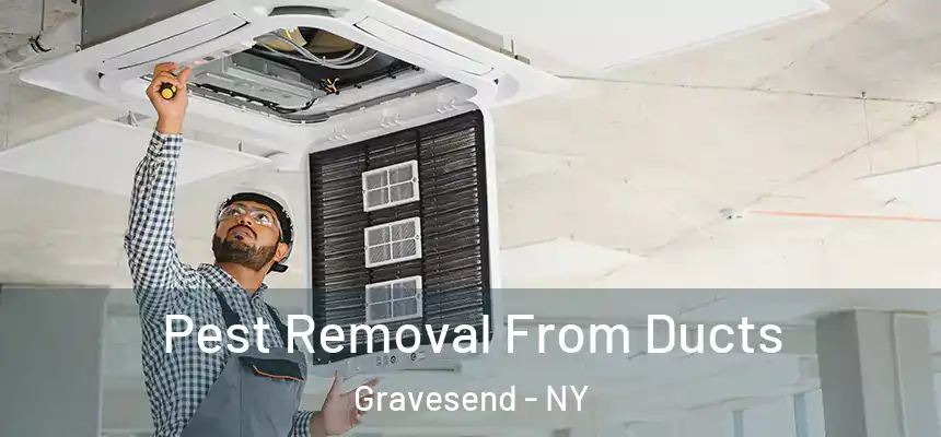Pest Removal From Ducts Gravesend - NY
