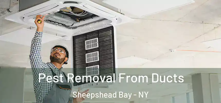 Pest Removal From Ducts Sheepshead Bay - NY