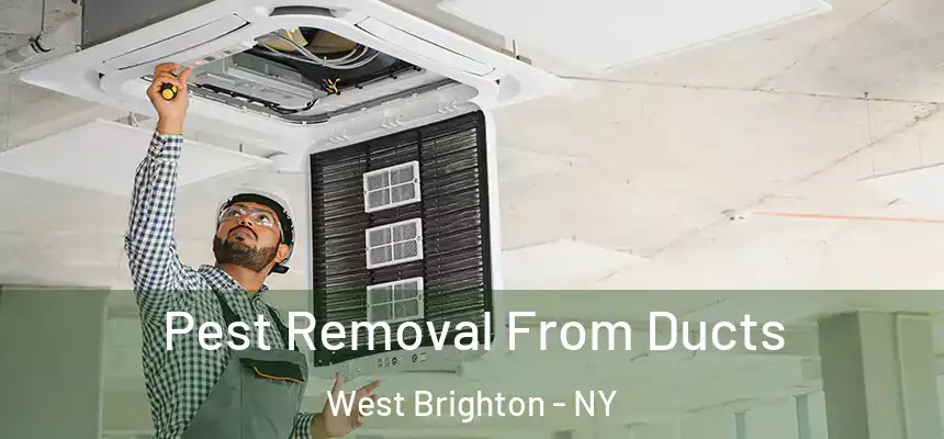 Pest Removal From Ducts West Brighton - NY