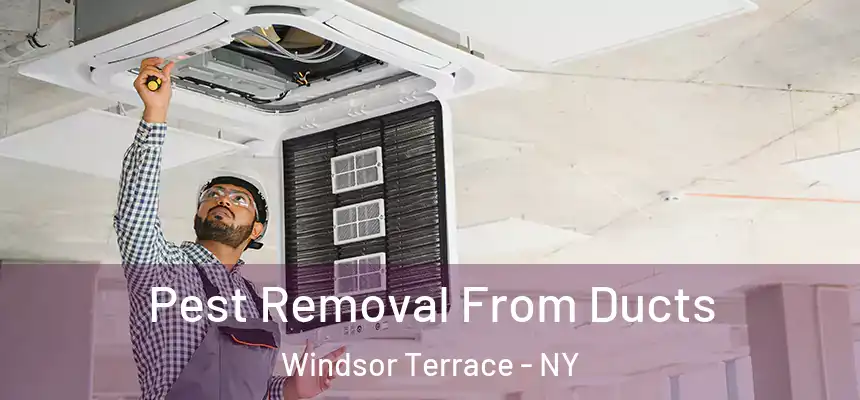 Pest Removal From Ducts Windsor Terrace - NY