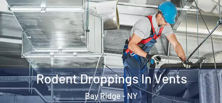 Rodent Droppings In Vents Bay Ridge - NY